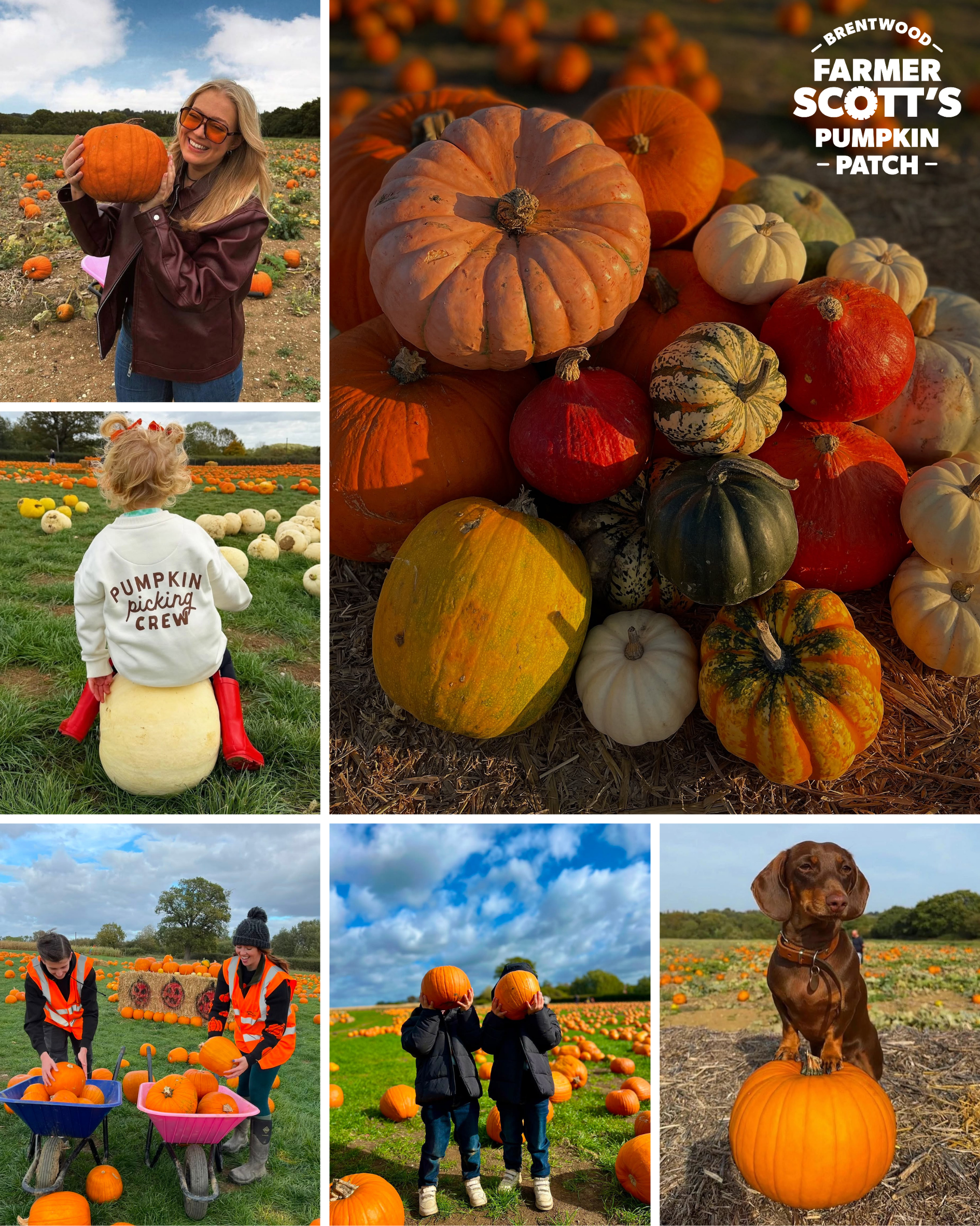 Farmer Scott's Pumpkin Patch, Brentwood, Essex, Closest pumpkin patch to east london, essex days out, autumn days out, london october half term days out, essex pumpkin patch