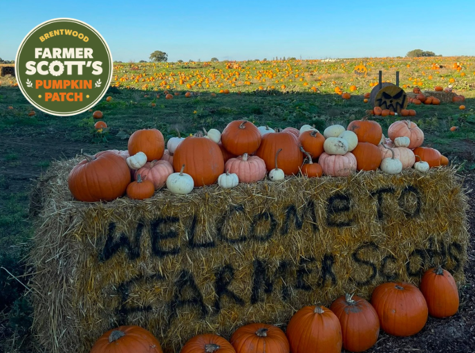 Farmer Scott's Pumpkin Patch, Brentwood, Essex, Closest pumpkin patch to east london, essex days out, autumn days out, london october half term days out, essex pumpkin patch